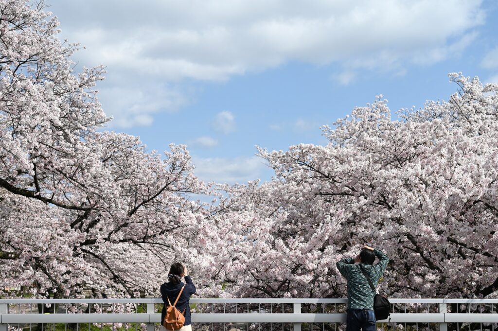 two photographers taking images of a cherry blossom